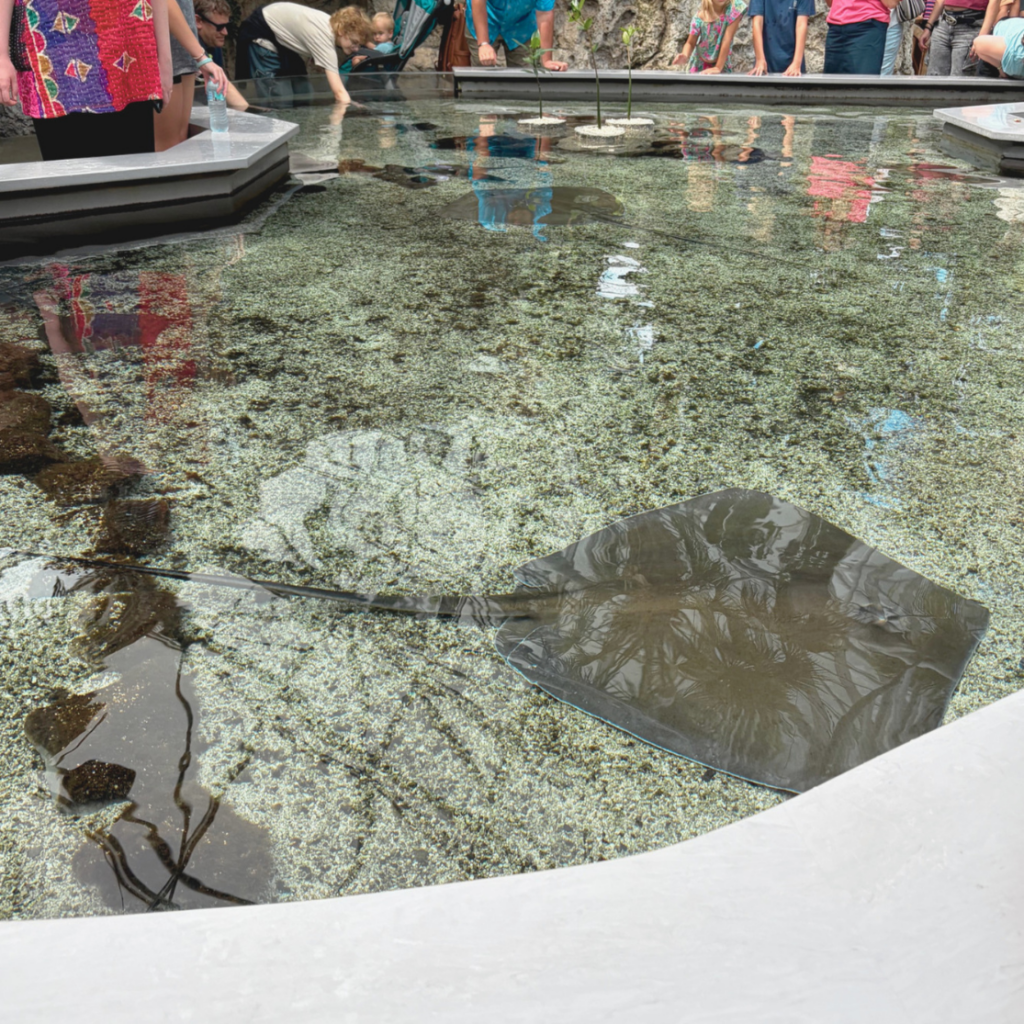 Sting ray in a tank