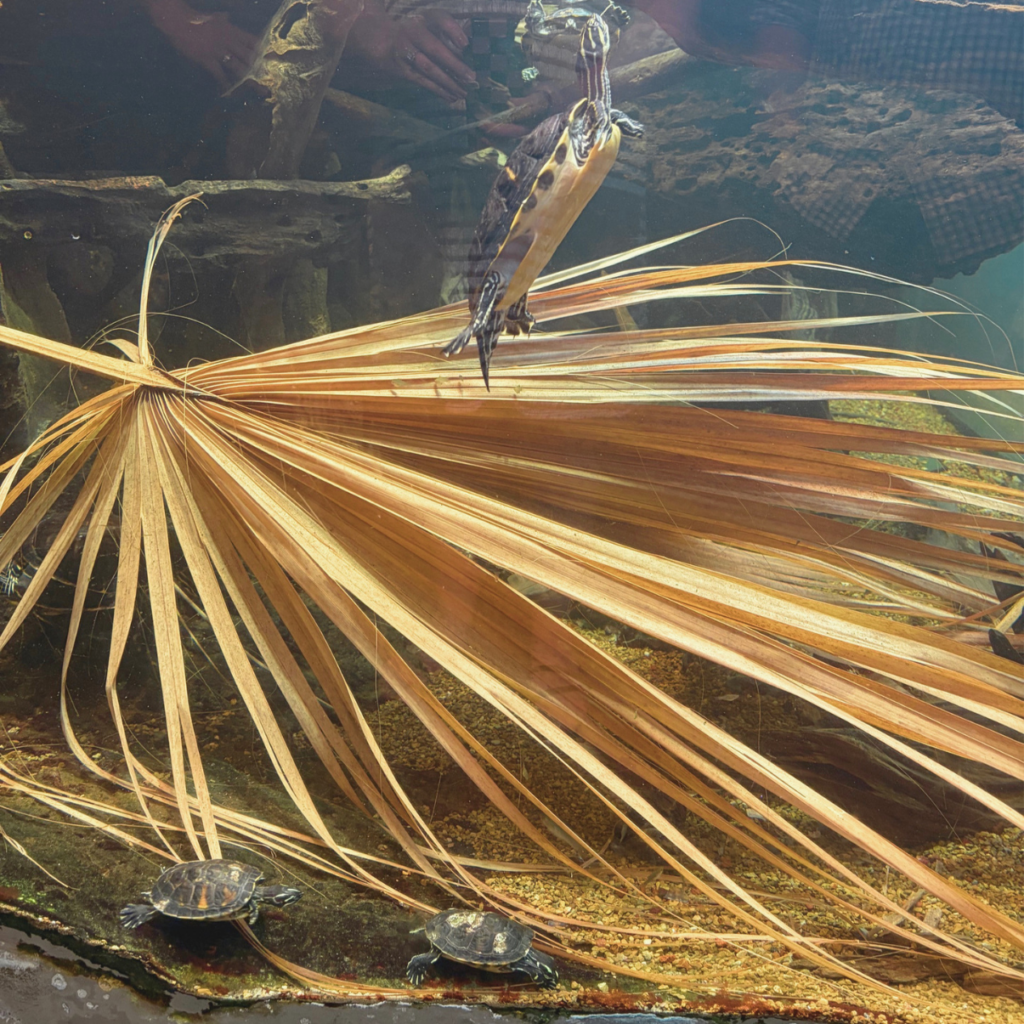 Turtle swimming to the surface of the water