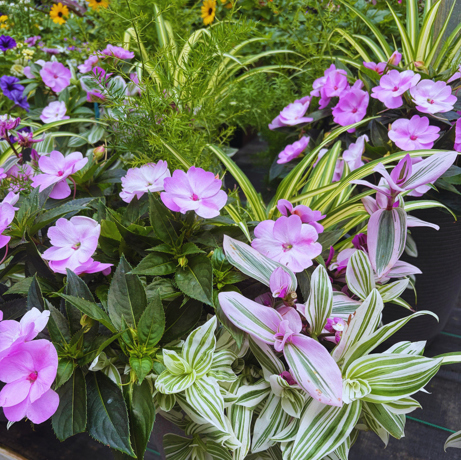 Flowers