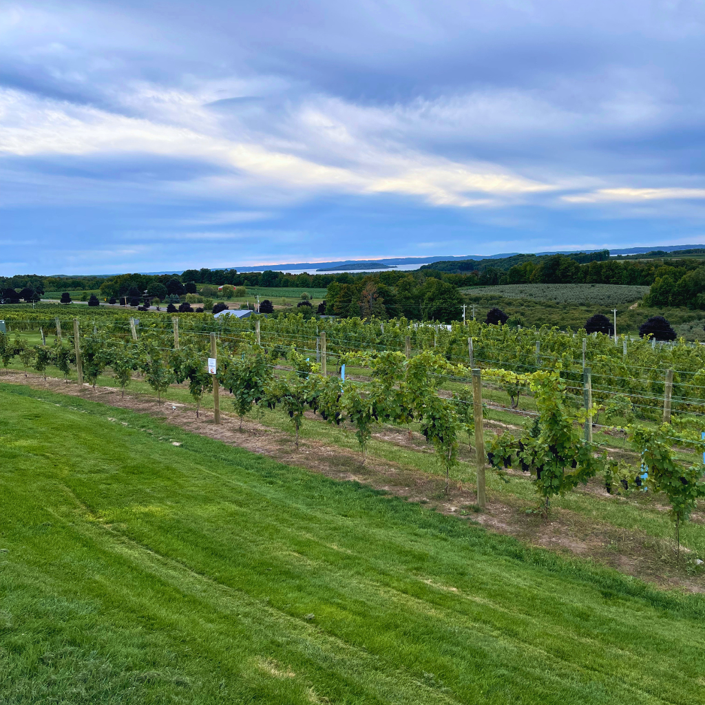 View of a vineyard on a hill